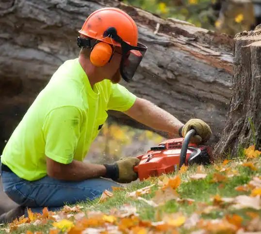 tree services Baroda